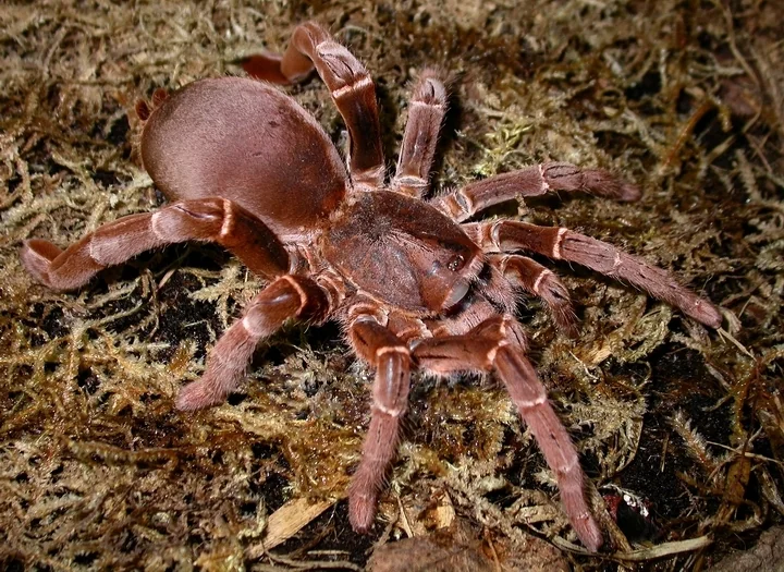 King Baboon Spider (Pelinobius Muticus) King Baboon Spider (Pelinobius Muticus)
