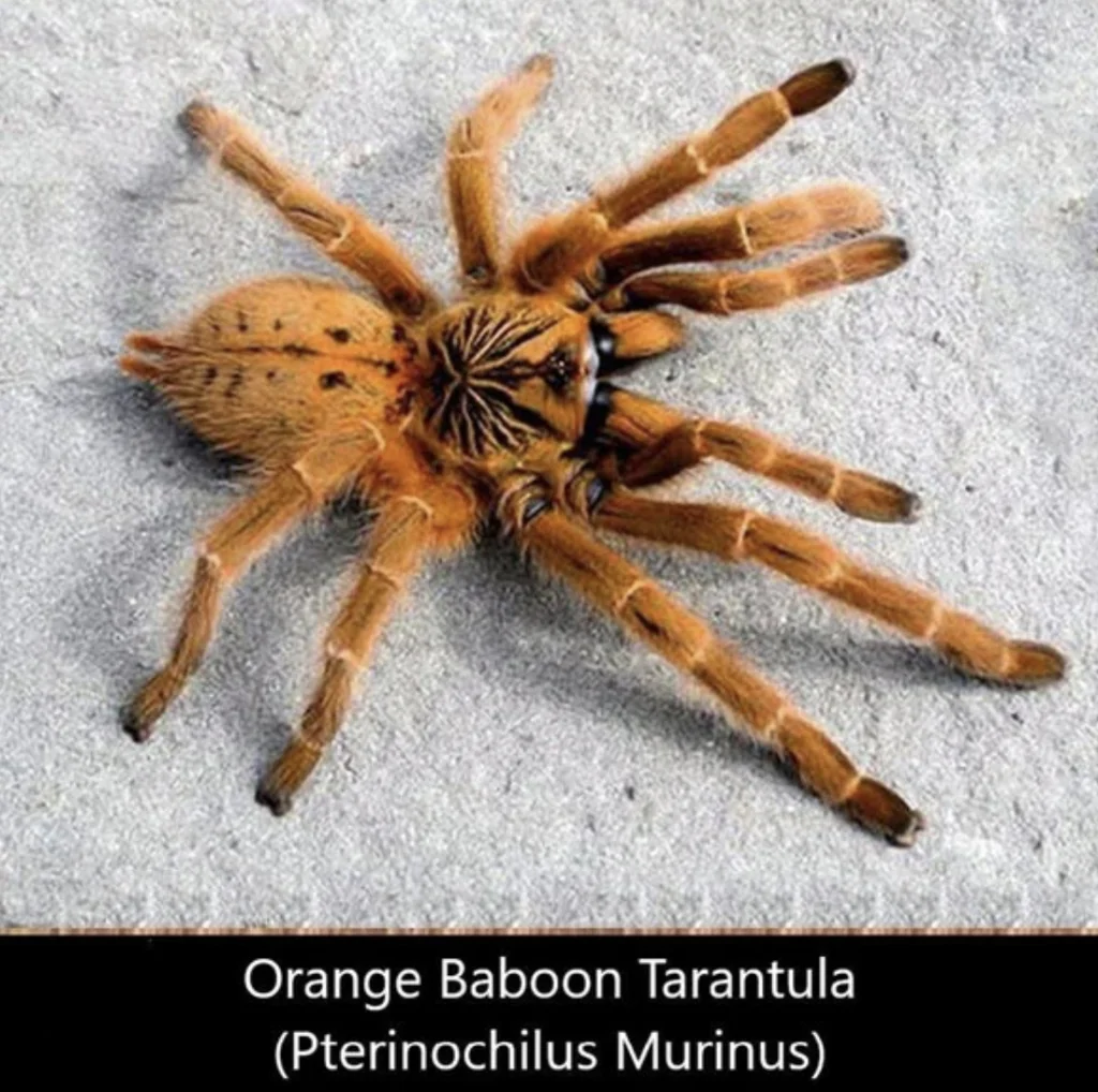 Orange Baboon Tarantula (OBT) Orange Baboon Tarantula (OBT)