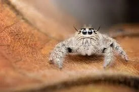 Hyllus Diardi Spider แมงมุมกระโดด Hyllus Diardi Spider แมงมุมกระโดด