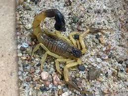 Hottentotta Salei Scorpion Hottentotta Salei Scorpion
