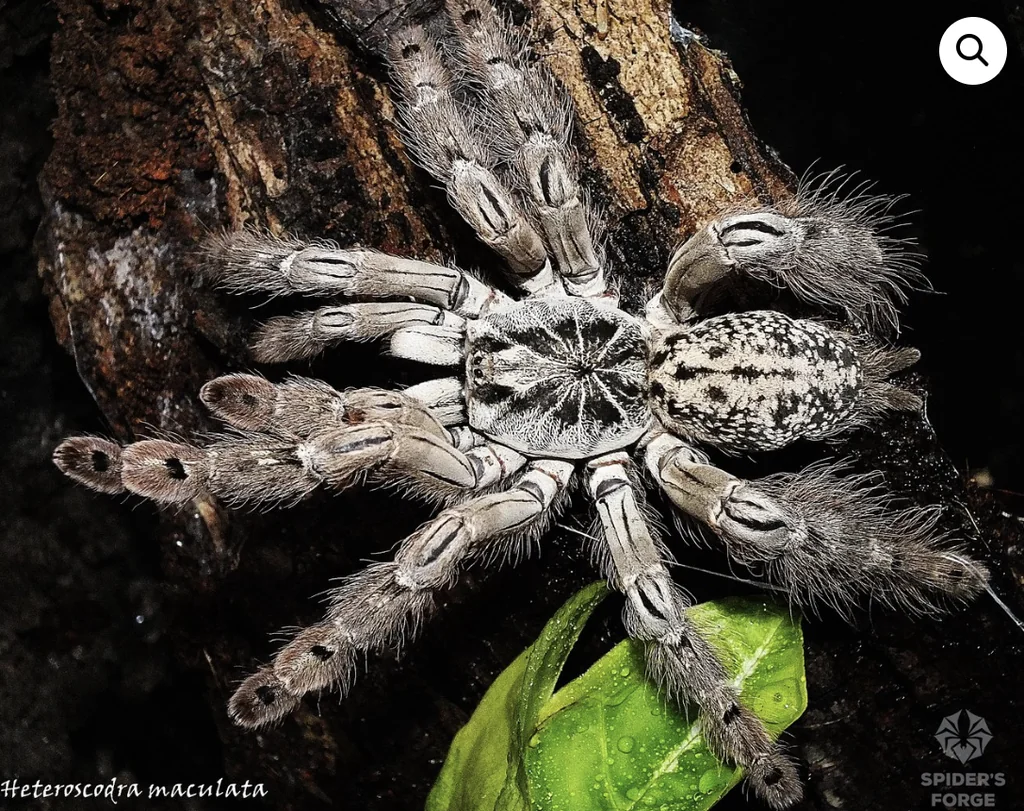 Heteroscodra Maculata Tarantura