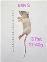 Rat 2.S(31-40g) 10/Pack Rat 2.S(31-40g) 10/Pack