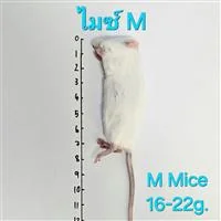 Mice 5.M(16-22g) 10/Pack Mice 5.M(16-22g) 10/Pack