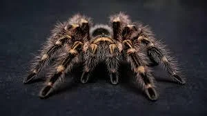 Golden Knee Tarantula image 1 Golden Knee Tarantula image 1