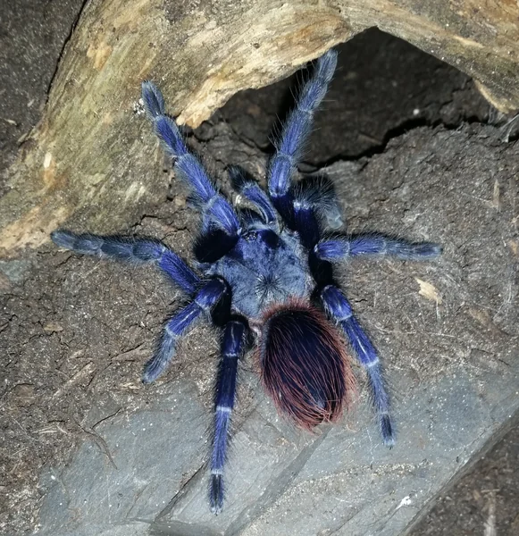 Brazilian Blue Tarantula (Lasiocyano Sazimai) image 1 Brazilian Blue Tarantula (Lasiocyano Sazimai) image 1