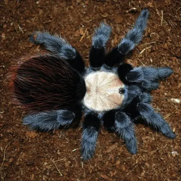 Golden Red Rump Tarantula image 1 Golden Red Rump Tarantula image 1