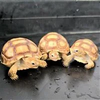 Sulcata Tortoise image 1 Sulcata Tortoise image 1