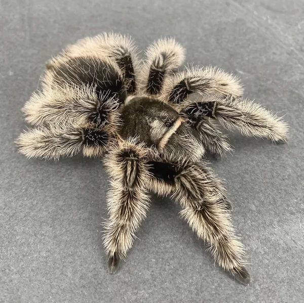 Nicaraguan Curlyhair Tarantula image 1