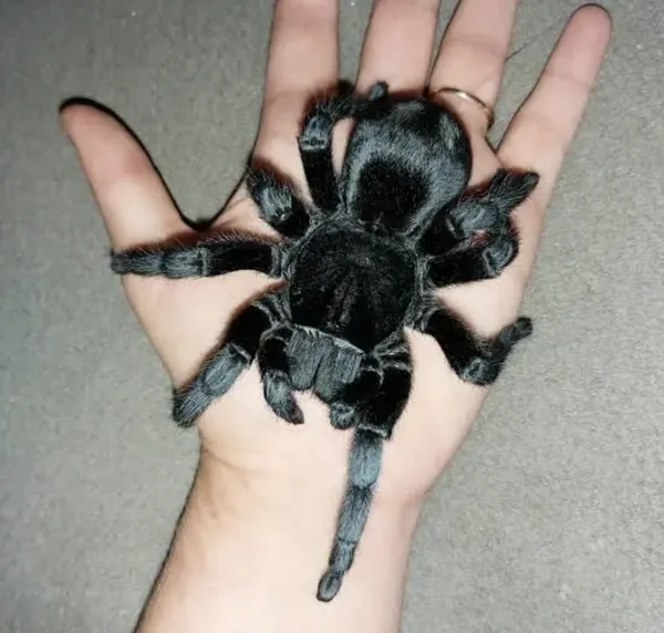 Brazilian Black Tarantula (Grammostola Pulchra) image 1