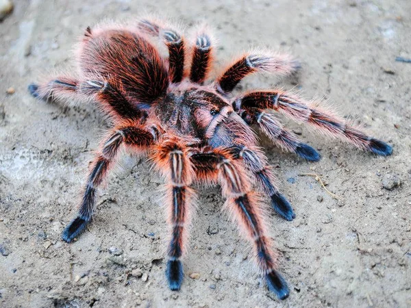 Grammostola Rosea RCF Tarantula image 1 Grammostola Rosea RCF Tarantula image 1