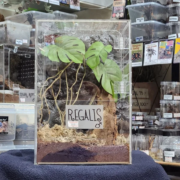 Acrylic Box กล่องอะคริลิคใส สำหรับแมงมุม แมงป่อง แมลง รูระบายเล็ก ปลอดภัย Exotic Pet Box image 2 Acrylic Box กล่องอะคริลิคใส สำหรับแมงมุม แมงป่อง แมลง รูระบายเล็ก ปลอดภัย Exotic Pet Box image 2
