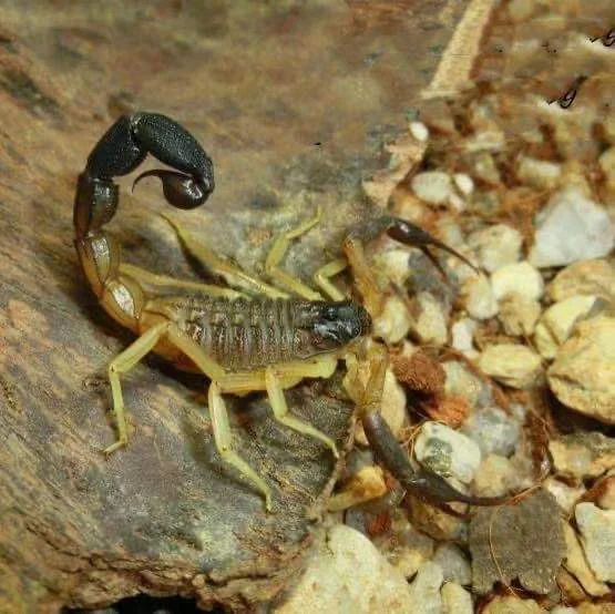 Hottentotta Jayakari Scorpion image 1 Hottentotta Jayakari Scorpion image 1