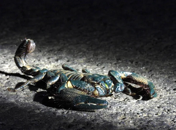 Heterometrus Spinifer Scorpion (แมงป่องช้างใต้) image 1 Heterometrus Spinifer Scorpion (แมงป่องช้างใต้) image 1
