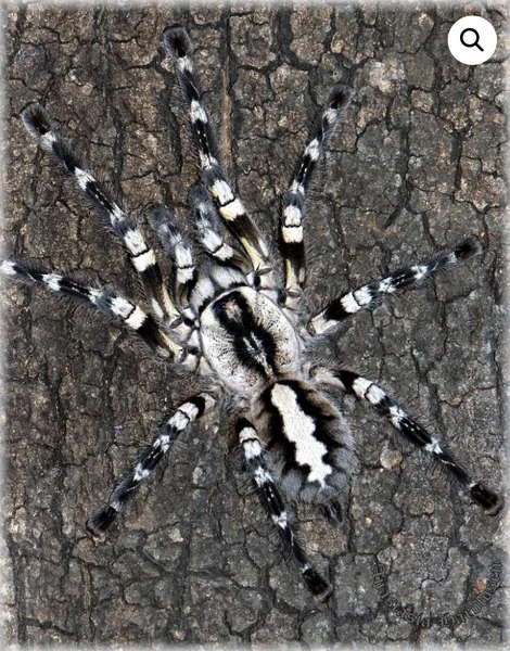 Poecilotheria Regalis Tarantula image 1 Poecilotheria Regalis Tarantula image 1
