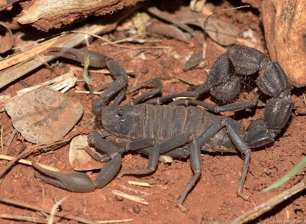 Parabuthus Transvaalicus Scorpion image 1 Parabuthus Transvaalicus Scorpion image 1