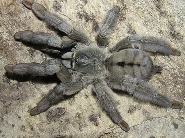 Psalmopoeus Cambridgei Tarantula image 1 Psalmopoeus Cambridgei Tarantula image 1