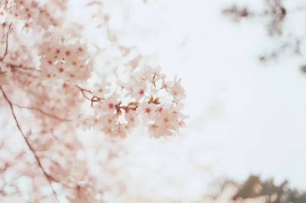 sakura spring season