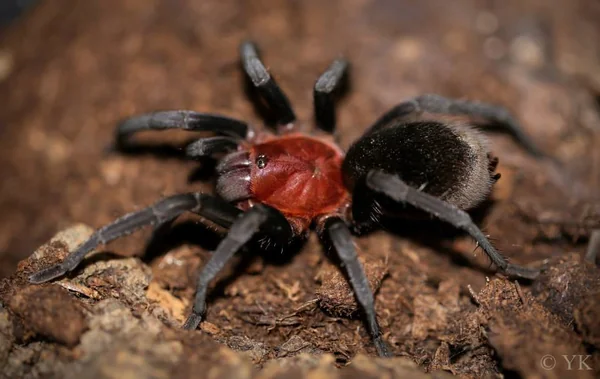 Brazilian Redhead Tarantula (Bumba Cabocla) image 1 Brazilian Redhead Tarantula (Bumba Cabocla) image 1