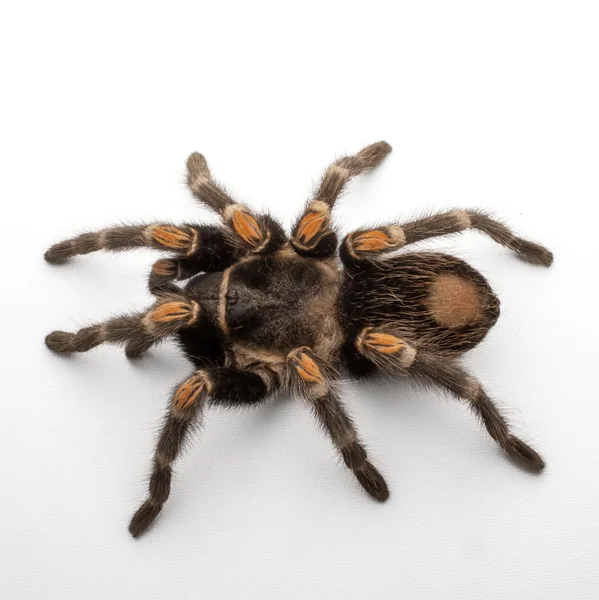 Mexican Flame Knee Tarantula image 1 Mexican Flame Knee Tarantula image 1