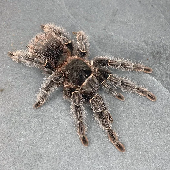 Lasiodora Parahybana Taruntula image 1 Lasiodora Parahybana Taruntula image 1