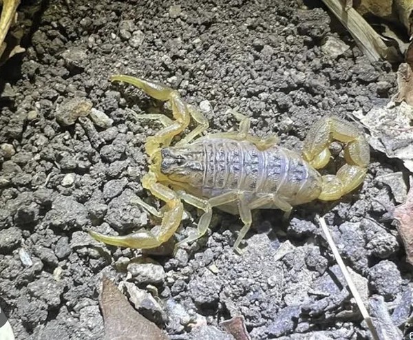 Hottentotta Scorpion image 1 Hottentotta Scorpion image 1