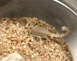 Androctonus Cholistanus Scorpion image 1 Androctonus Cholistanus Scorpion image 1