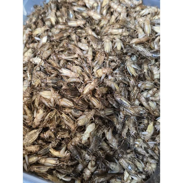 สะดิ้งแช่แข็ง 🦗 โปรตีนสูง 150g / 300g อาหารสัตว์ Exotic สำหรับชูก้าไกรเดอร์ ตุ๊กแก กบ พร้อมส่ง DSMXO image 2 สะดิ้งแช่แข็ง 🦗 โปรตีนสูง 150g / 300g อาหารสัตว์ Exotic สำหรับชูก้าไกรเดอร์ ตุ๊กแก กบ พร้อมส่ง DSMXO image 2