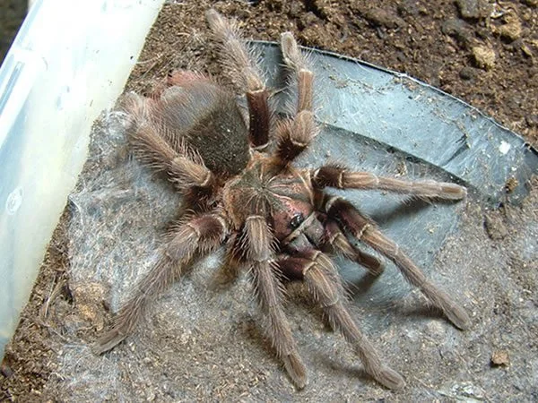 Phormictopus Atrichomatus image 1 Phormictopus Atrichomatus image 1