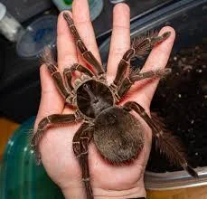 Theraphosa Blondi image 1 Theraphosa Blondi image 1