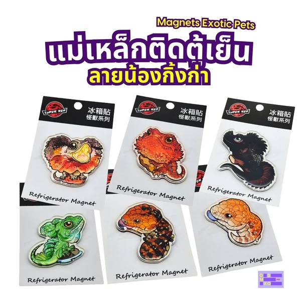 Magnets Exotic Pet แม่เหล็กติดตู้เย็น ลายน้องกิ้งก่า แม่เหล็กติดตู้เย็นอะคริลิก ของฝาก image 2 Magnets Exotic Pet แม่เหล็กติดตู้เย็น ลายน้องกิ้งก่า แม่เหล็กติดตู้เย็นอะคริลิก ของฝาก image 2