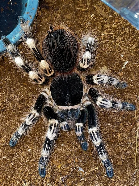 Brazilian Whiteknee Tarantula (Acanthoscurria Geniculata) image 1
