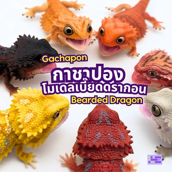 Bearded Dragon Model Gachapon กาชาปอง โมเดลเบี๊ยดดรากอน ของเล่น มีข้อต่อ ขยับท่าทางได้ image 2