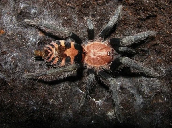 Guatemalan Tiger Rump Tarantula image 1 Guatemalan Tiger Rump Tarantula image 1