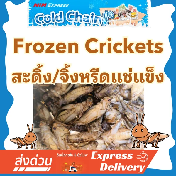 สะดิ้งแช่แข็ง 🦗 โปรตีนสูง 150g / 300g อาหารสัตว์ Exotic สำหรับชูก้าไกรเดอร์ ตุ๊กแก กบ พร้อมส่ง DSMXO image 1 สะดิ้งแช่แข็ง 🦗 โปรตีนสูง 150g / 300g อาหารสัตว์ Exotic สำหรับชูก้าไกรเดอร์ ตุ๊กแก กบ พร้อมส่ง DSMXO image 1
