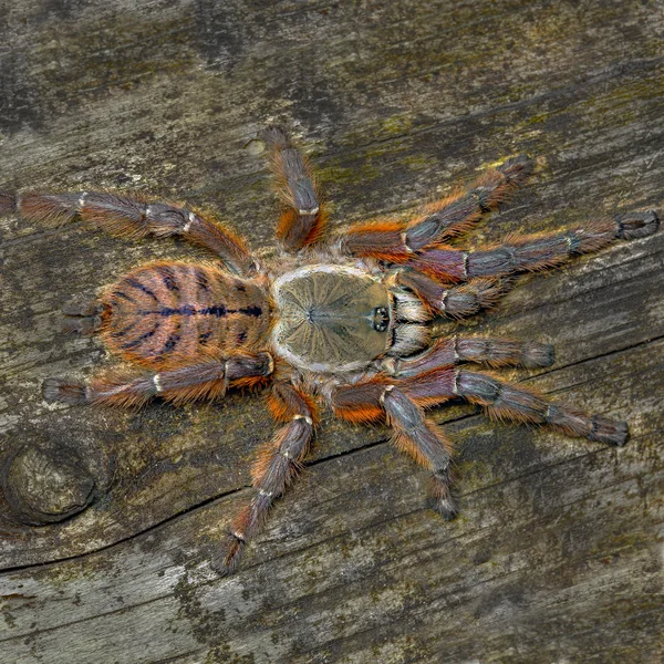 Phormingochilus Rufus Tarantula image 1 Phormingochilus Rufus Tarantula image 1