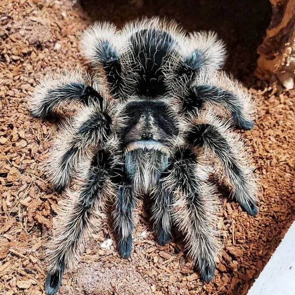 Curlyhair Tarantula image 1 Curlyhair Tarantula image 1