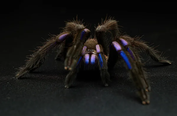 Electric-blue Tarantula image 1 Electric-blue Tarantula image 1