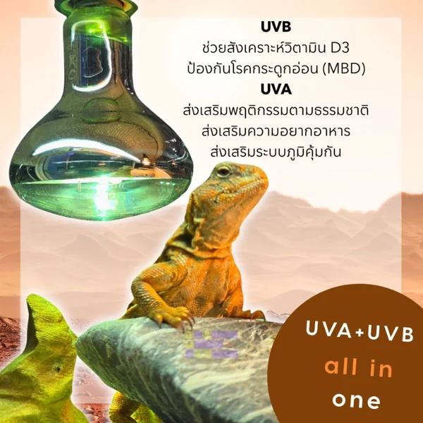 Lucky Herp UV Mercury Vapor Lamp หลอดไฟรวม UVA+UVB+ความร้อน+แสงสว่าง สำหรับกิ้งก่า เต่า งู Exotic Pet 80W / 125W / 160W พร้อมส่ง image 2 Lucky Herp UV Mercury Vapor Lamp หลอดไฟรวม UVA+UVB+ความร้อน+แสงสว่าง สำหรับกิ้งก่า เต่า งู Exotic Pet 80W / 125W / 160W พร้อมส่ง image 2