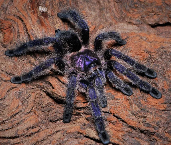 Avicularia Colombia Tarantula image 1 Avicularia Colombia Tarantula image 1