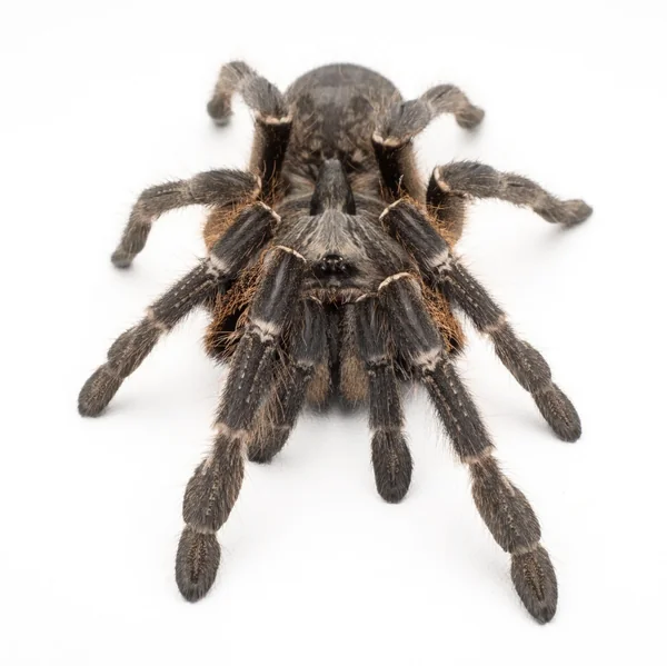 Ceratogyrus Darlingi Tarantula image 1 Ceratogyrus Darlingi Tarantula image 1