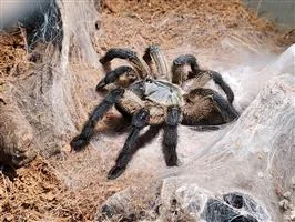 Monocentropus Balfouri Tarantula image 1 Monocentropus Balfouri Tarantula image 1
