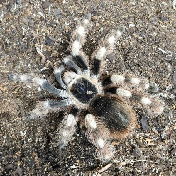Brazilian Black and White Tarantula image 1 Brazilian Black and White Tarantula image 1