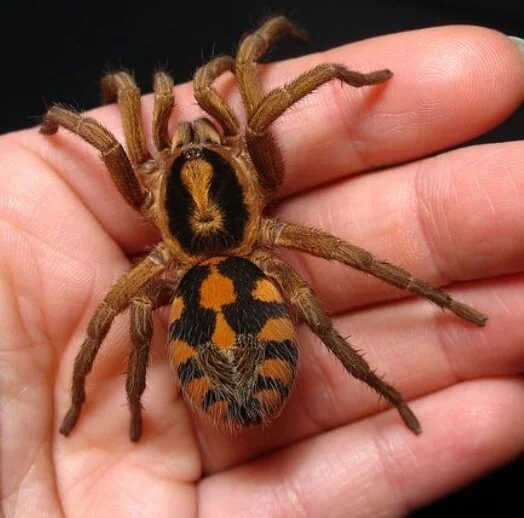 Pumpkin Patch Tarantula image 1 Pumpkin Patch Tarantula image 1