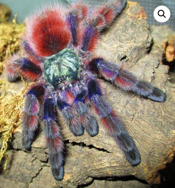 Caribena Versicolor Tarantula image 1 Caribena Versicolor Tarantula image 1