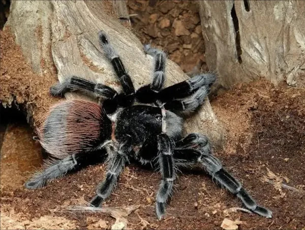 Mexican Red Rump Tarantula image 1 Mexican Red Rump Tarantula image 1