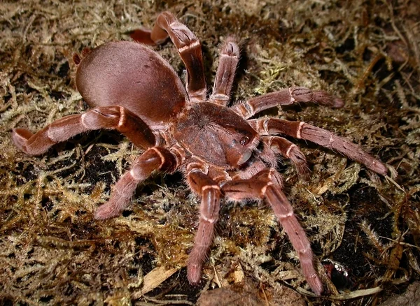 King Baboon Spider (Pelinobius Muticus) image 1 King Baboon Spider (Pelinobius Muticus) image 1
