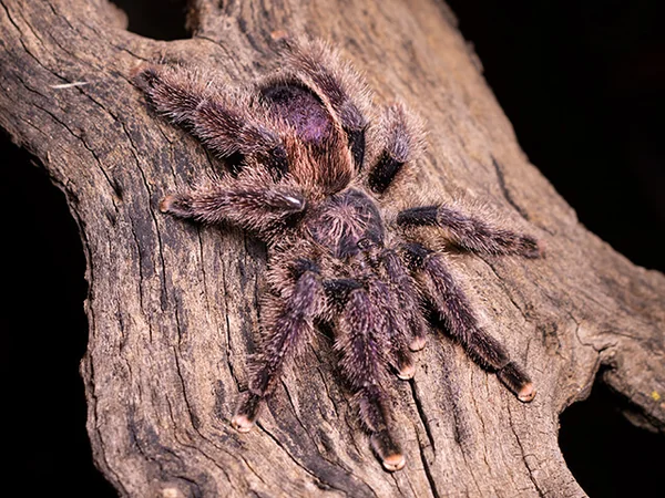 Avicularia Juruensis Tarantula (Peru) image 1 Avicularia Juruensis Tarantula (Peru) image 1