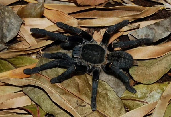 Thai Black Tarantula image 1 Thai Black Tarantula image 1