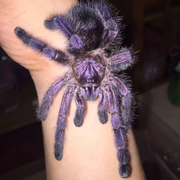 Avicularia Purpurea Tarantula image 1 Avicularia Purpurea Tarantula image 1