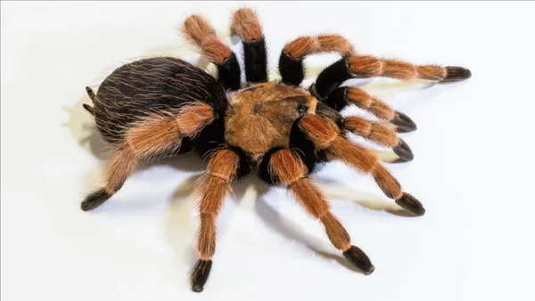 Mexican Fireleg Tarantula image 1 Mexican Fireleg Tarantula image 1